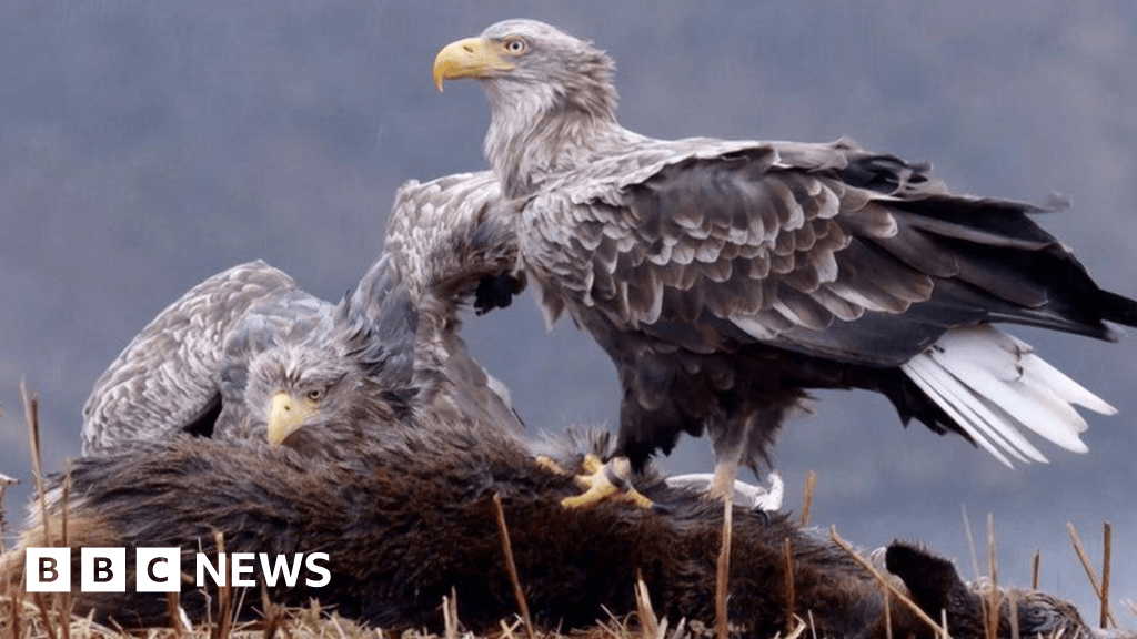 UK's oldest wild White-tailed Eagle dies aged 32