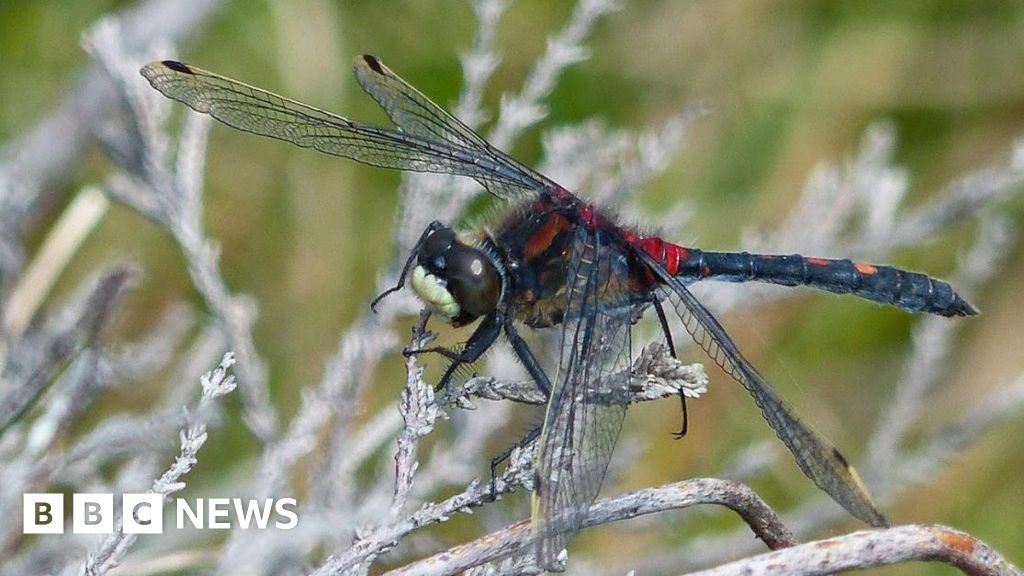 Rare dragonfly to be introduced at Cumbria's Campfield Marsh