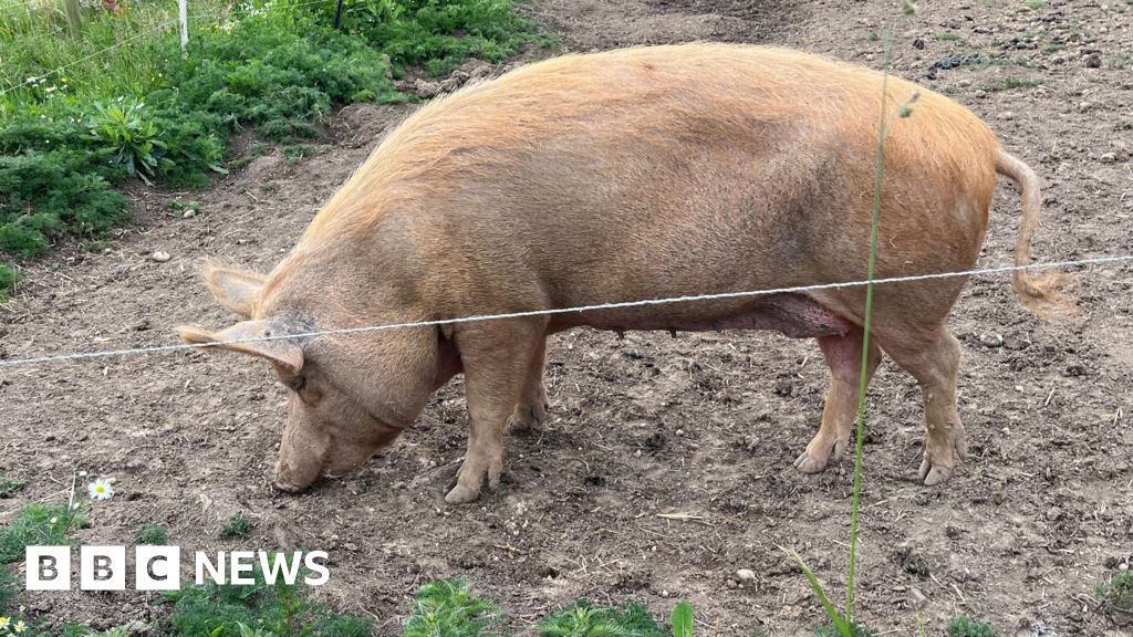 Hundreds of farmers to open gates for Open Farm Sunday