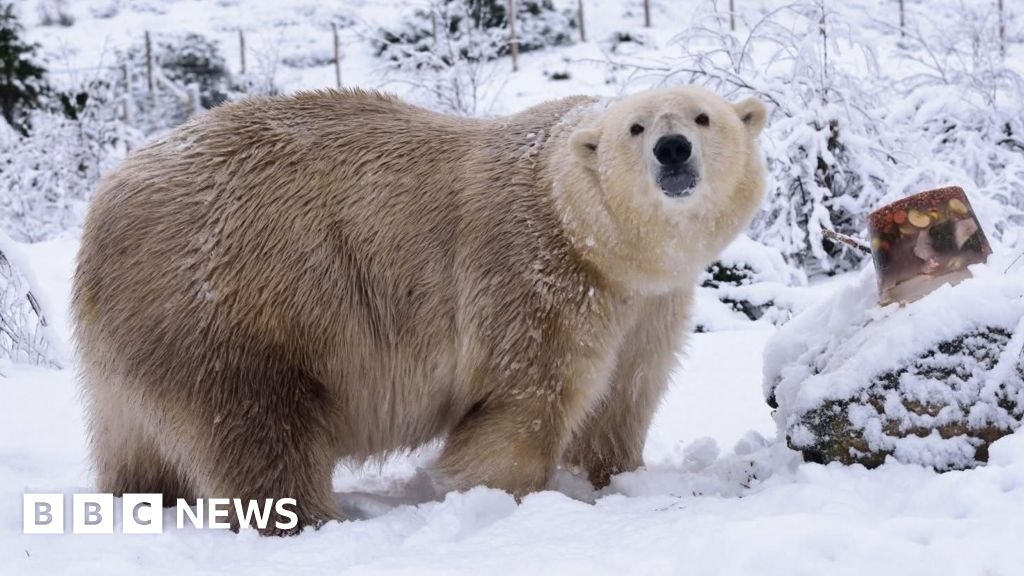 UK's oldest polar bear euthanised at Highland Wildlife Park