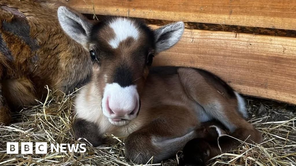 Dudley Zoo welcomes two new baby reindeers