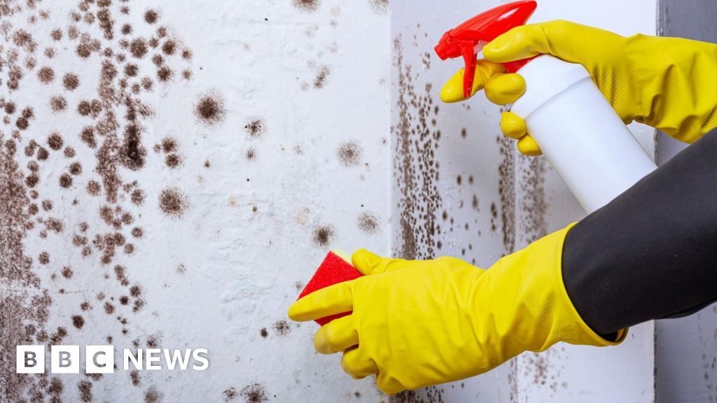 Awaab's law: Plan to make landlords fix mould in Scottish housing