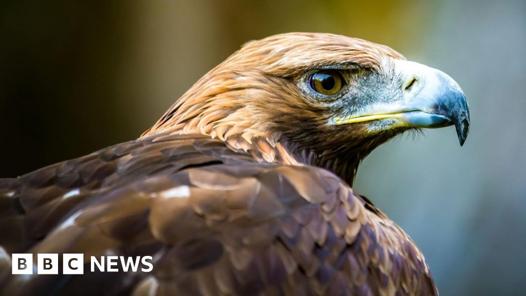 Concerns for Cairngorms eagles over 4G mast plan
