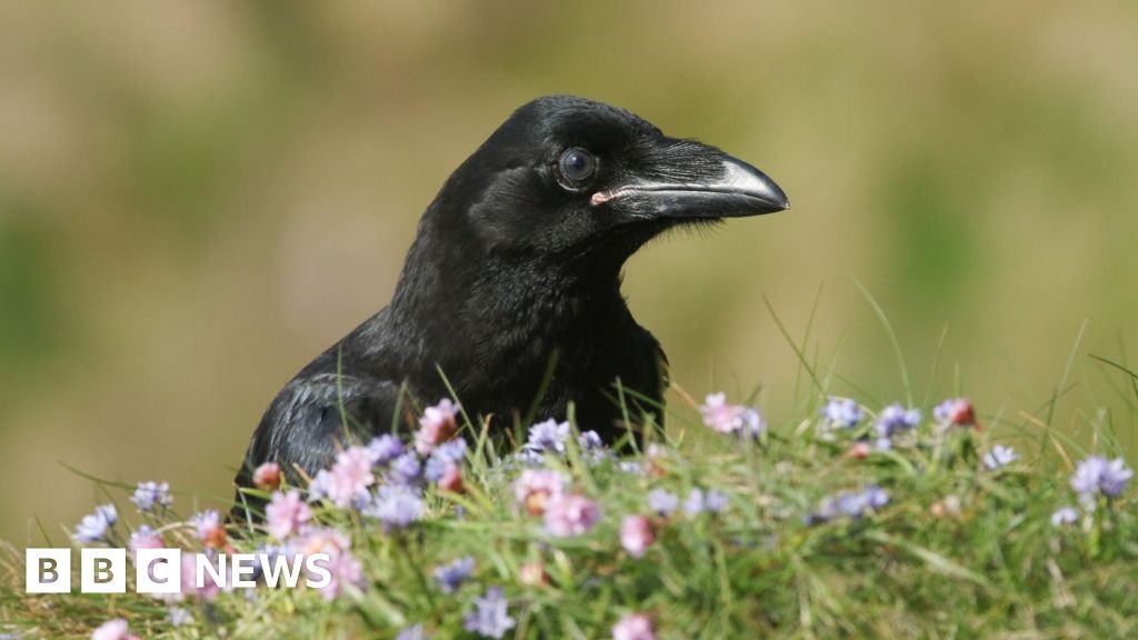 New powers to shoot ravens after livestock attacks on Orkney