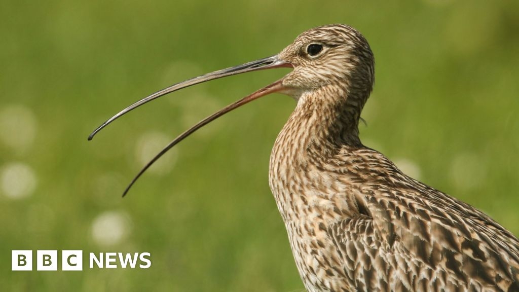 Stoat cull credited with rise in Orkney curlew numbers