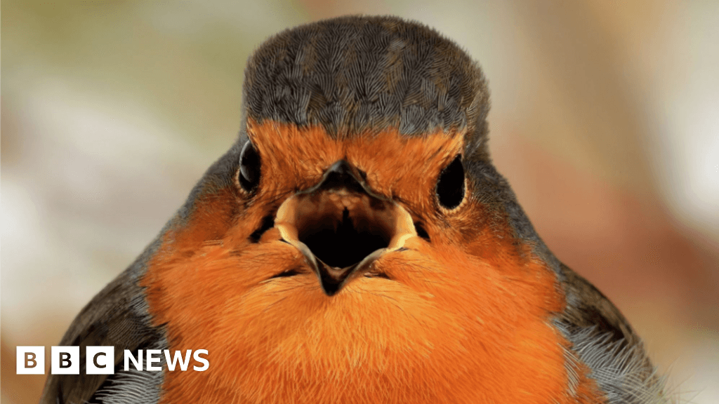 Photography competition back celebrating local wildlife