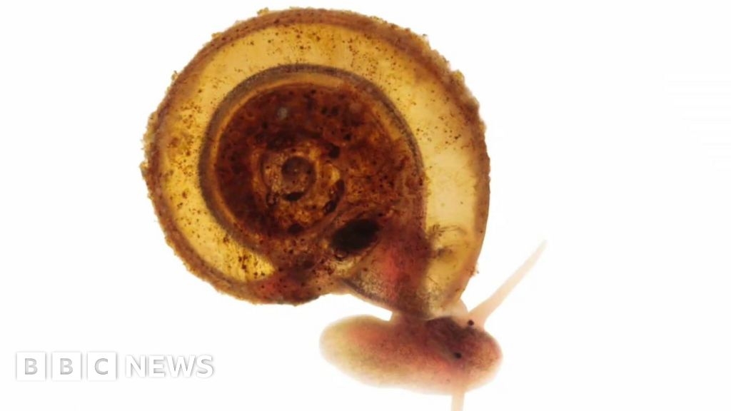 A47 snails not blocking economic growth