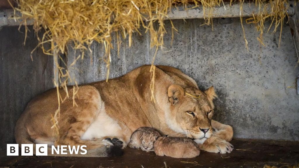 Yorkshire Wildlife Park's 'surprise' over lions' inbreeding