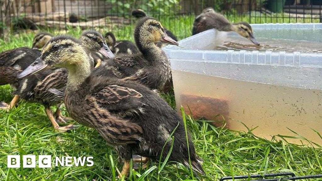 Orphaned ducklings saved by Redcar couple 'doing well'