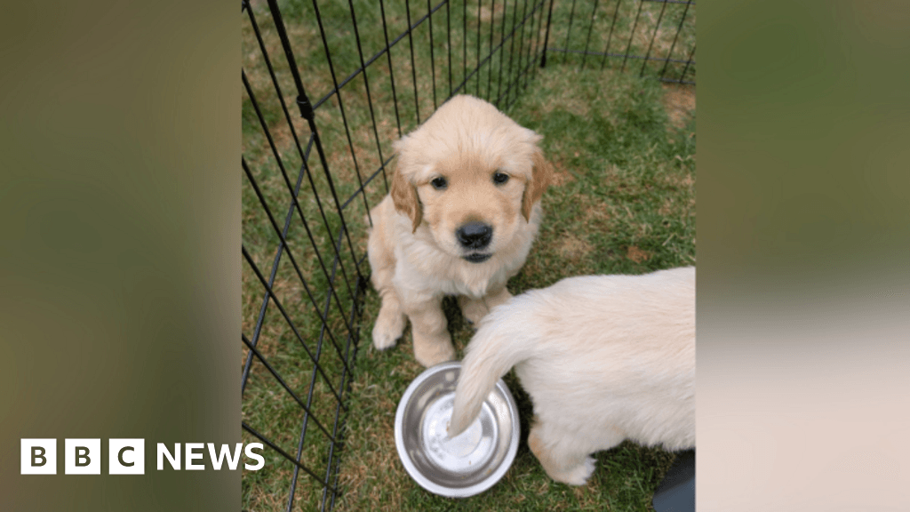 Banbury charity reveals how life-changing assistance dogs are raised