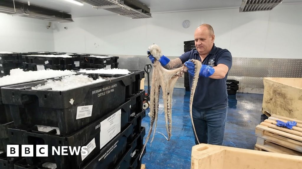 Fears octopus 'invasion' is 'decimating' shellfish industry