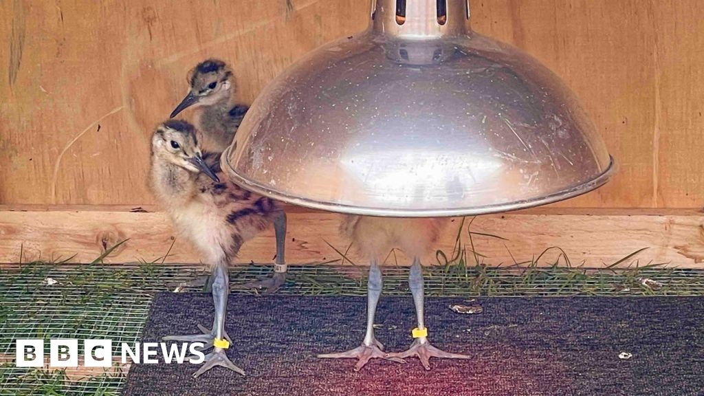 Curlew chicks hatch in Kent conservation project