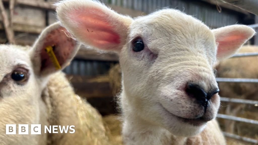 Bluetongue: Royal Welsh Show bans English livestock amid outbreak