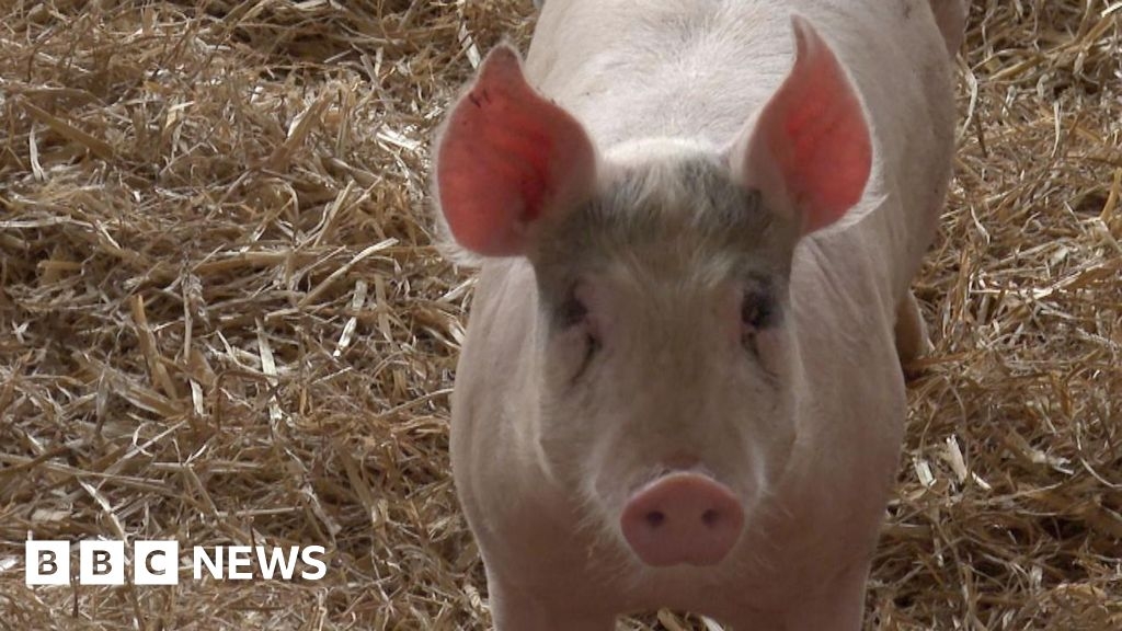 WWF charity objects to Stow Bedon pig farm's planning changes