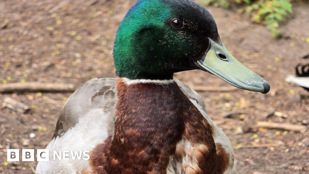 Your West Midlands photos: A duck, pink blossom and a windmill