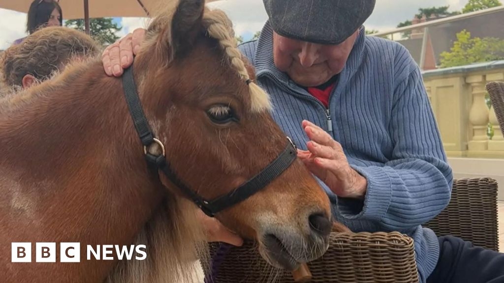 BBC Make a Difference: Miniature horse 'in demand' after BBC win