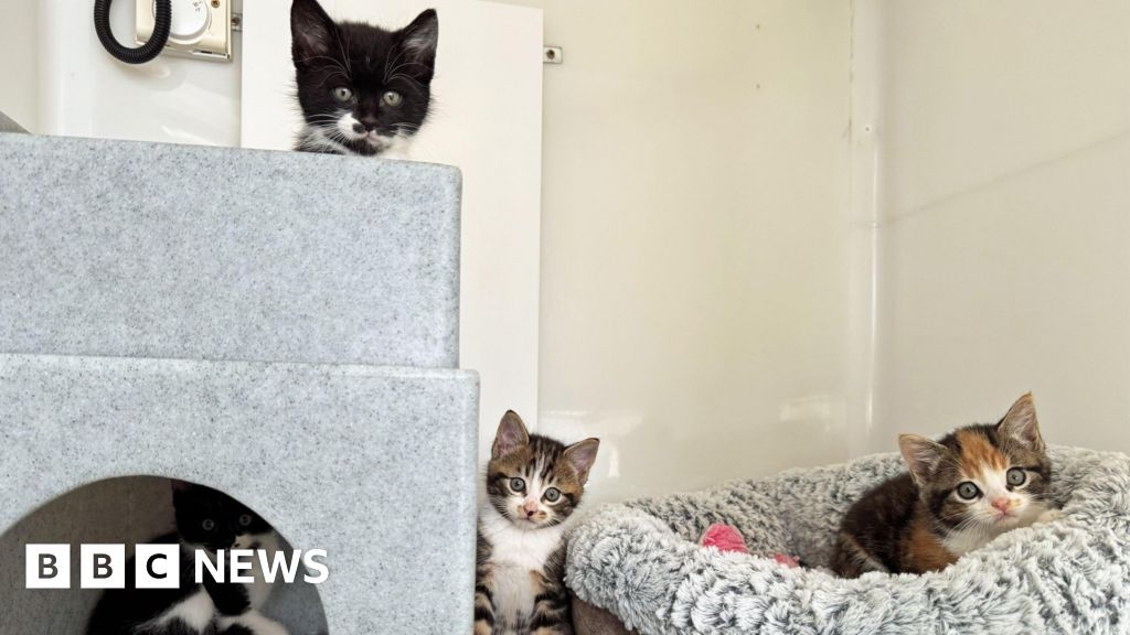 Stray cat saves kittens from danger before being killed on road