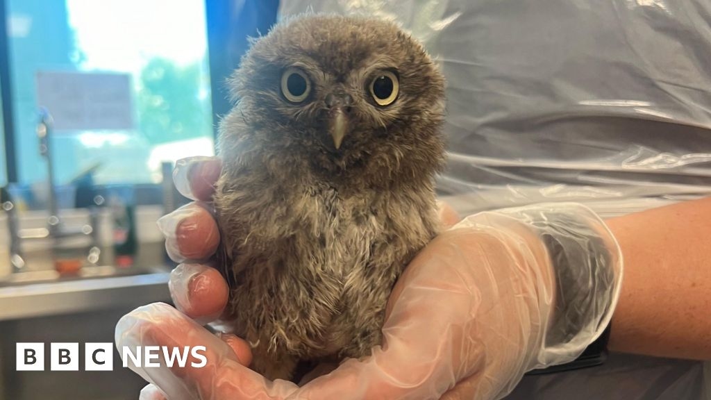 Rescued Little Owl being nursed back to health
