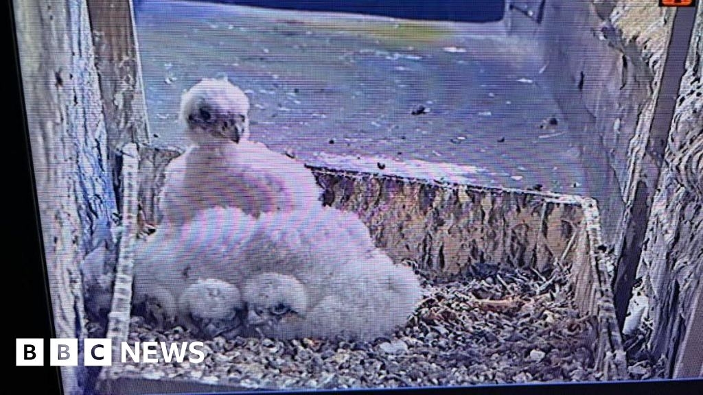 Peregrine falcon chicks hatch at Grantham church after 9 years
