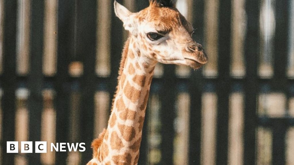 Baby giraffe born at North Yorkshire Flamingo Land attraction