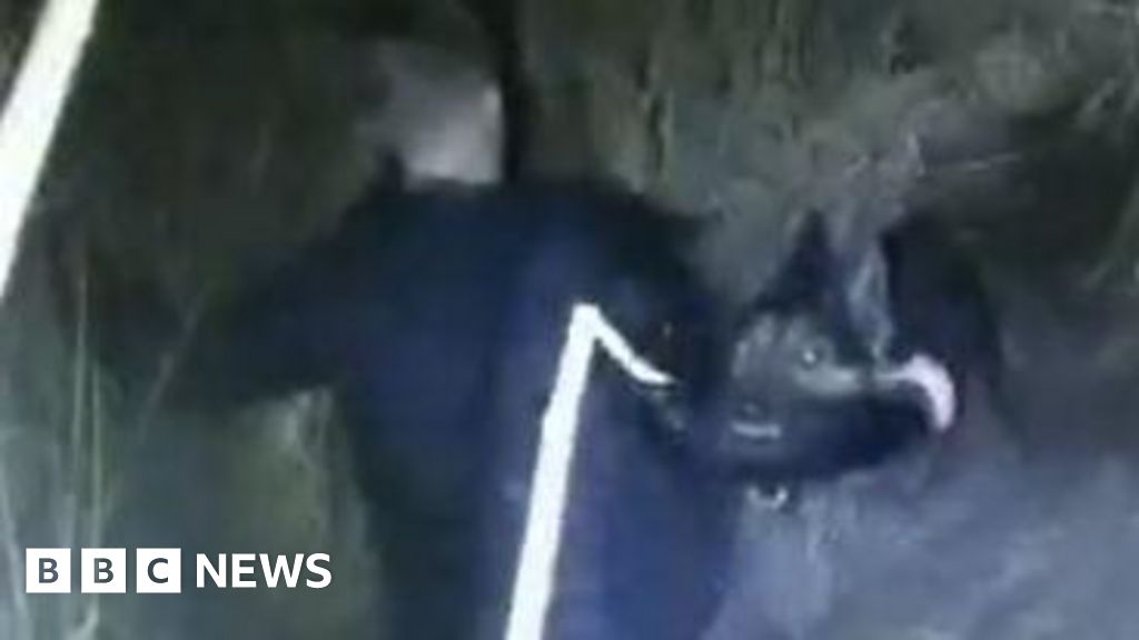 Thurrock speeding driver's escape is foiled by German Shepherd