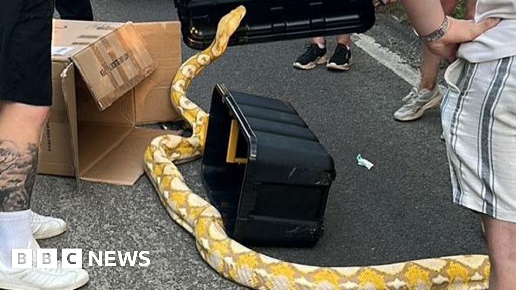 Fifth large snake found in Lincolnshire woodland near Scunthorpe