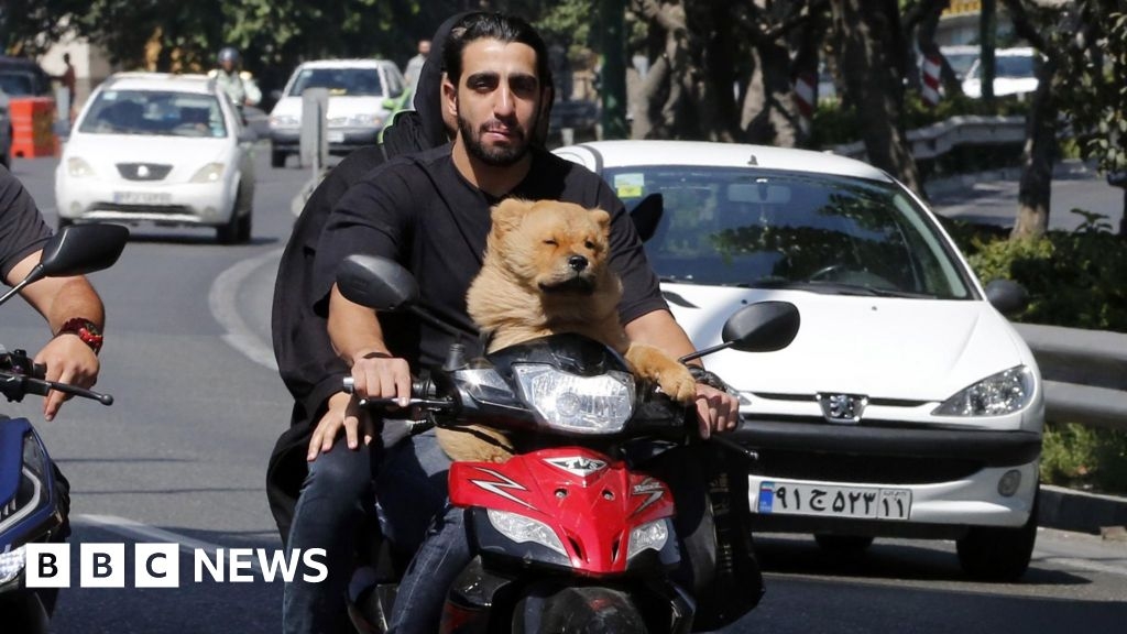 Iran expands dog walking ban beyond Tehran