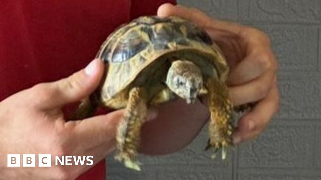 Fire-starting tortoise quickly rescued from flat by brigade