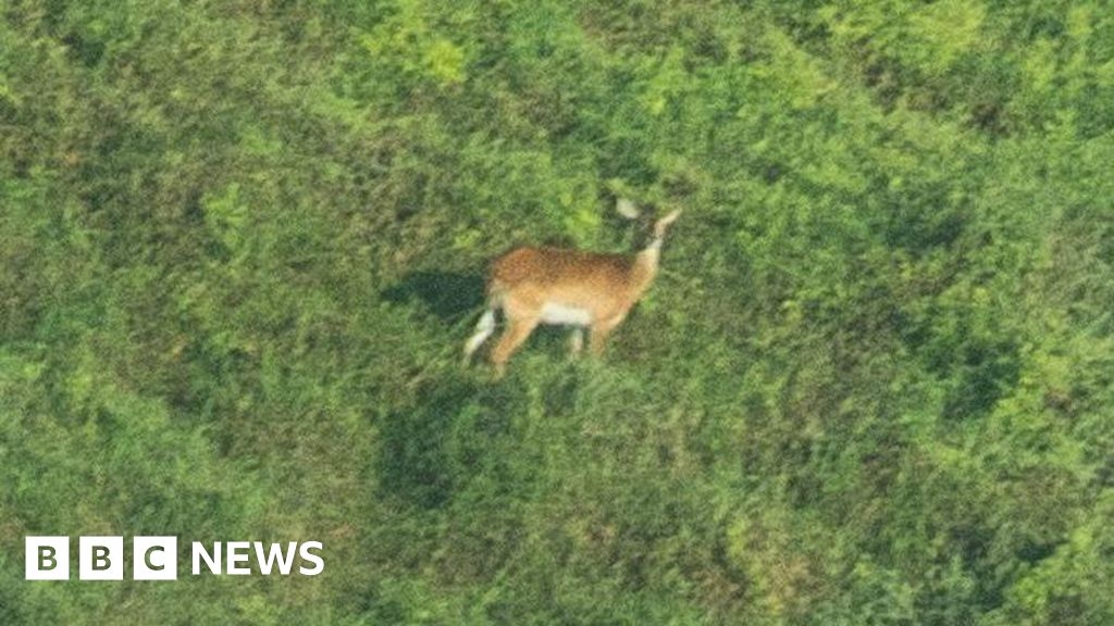 DR Congo: Study reveals first ever published photo of rare Upemba Lechwe antelope, it says