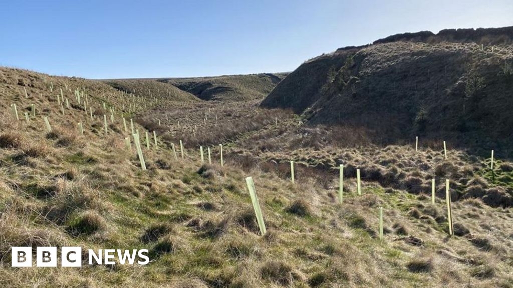 Environmentalist volunteers plant 60,000 trees across Lancashire