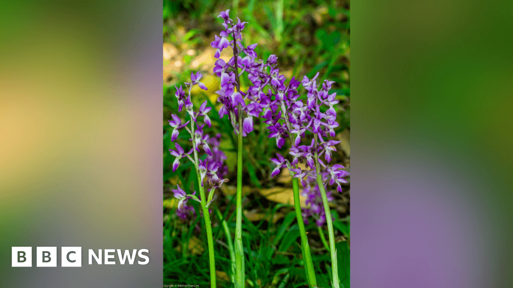 Wild orchid flourishing in woodland near Ardingly in West Sussex