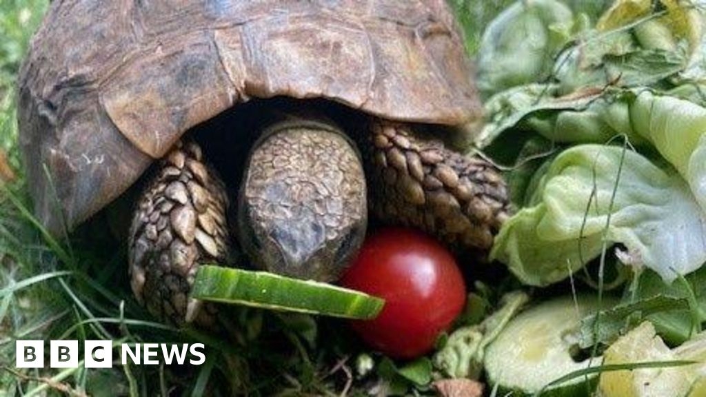 Mating tortoise returns home a year after vanishing