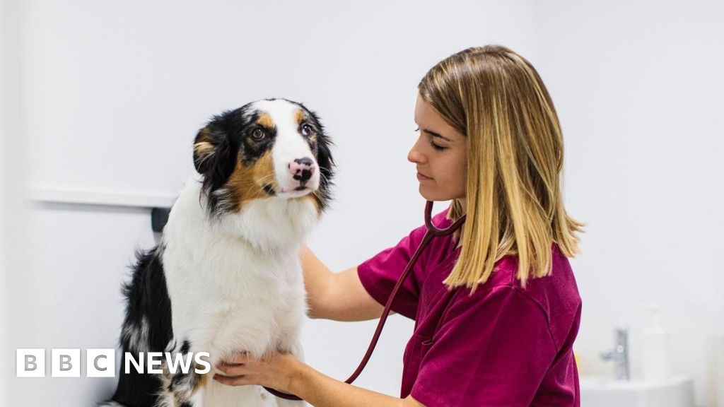 Post-Brexit pet travel scheme comes into effect