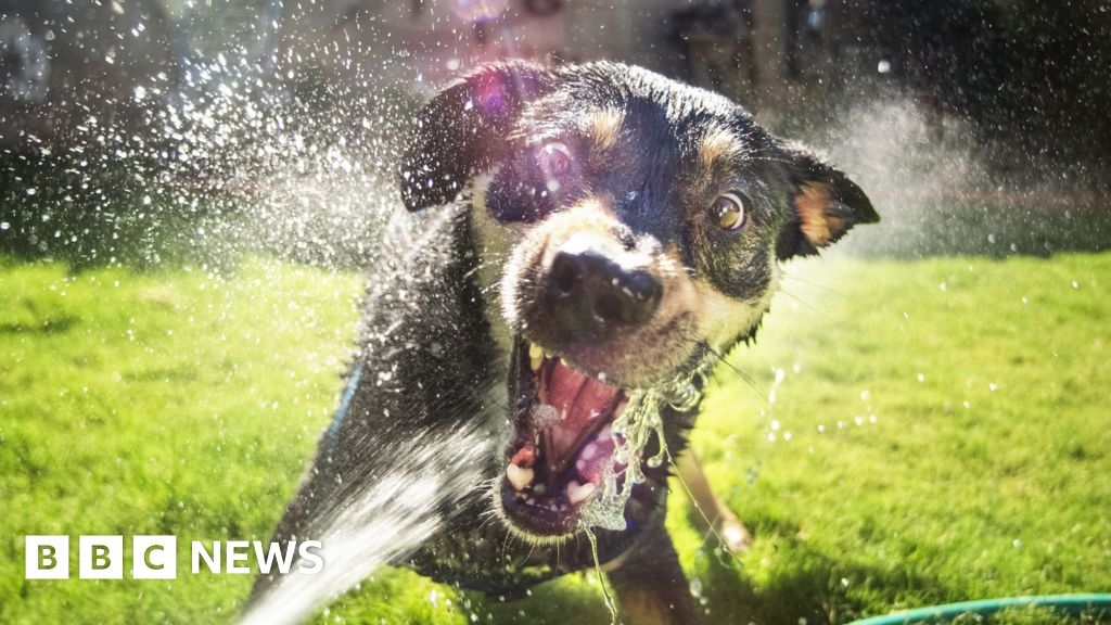 Hot dogs and cool cats – pet owners given heatwave advice