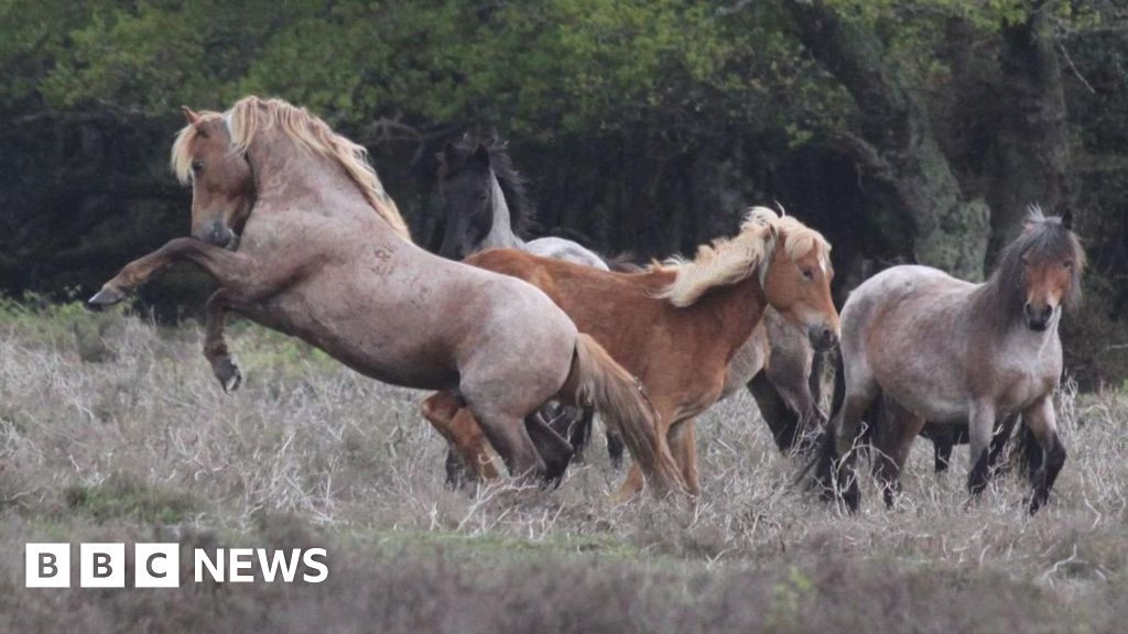 Stallion warning as New Forest breeding season starts