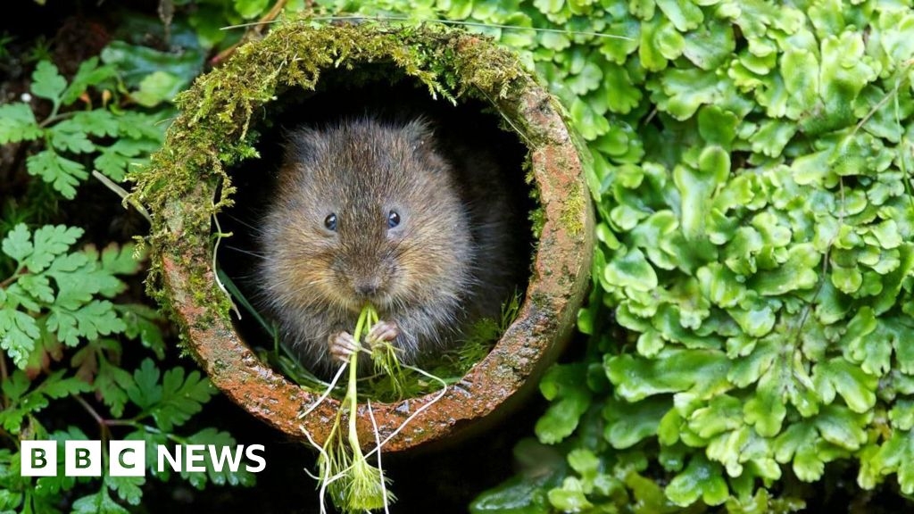 Nature strategy in Northamptonshire to help rare bees and voles