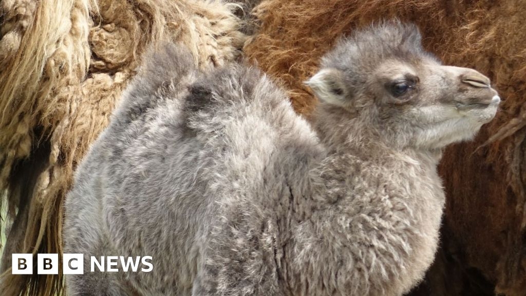 Camel calf born at Whipsnade Zoo is squeaking at his mum