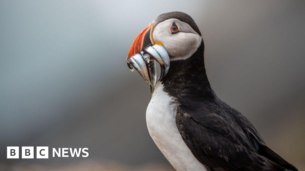 Skomer Island puffin numbers hit record high despite global fall