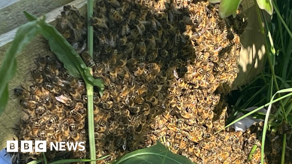 Warwickshire is the place to bee