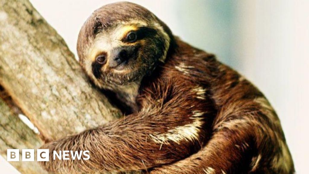 Sluggish sloth's secrets of success revealed in new study