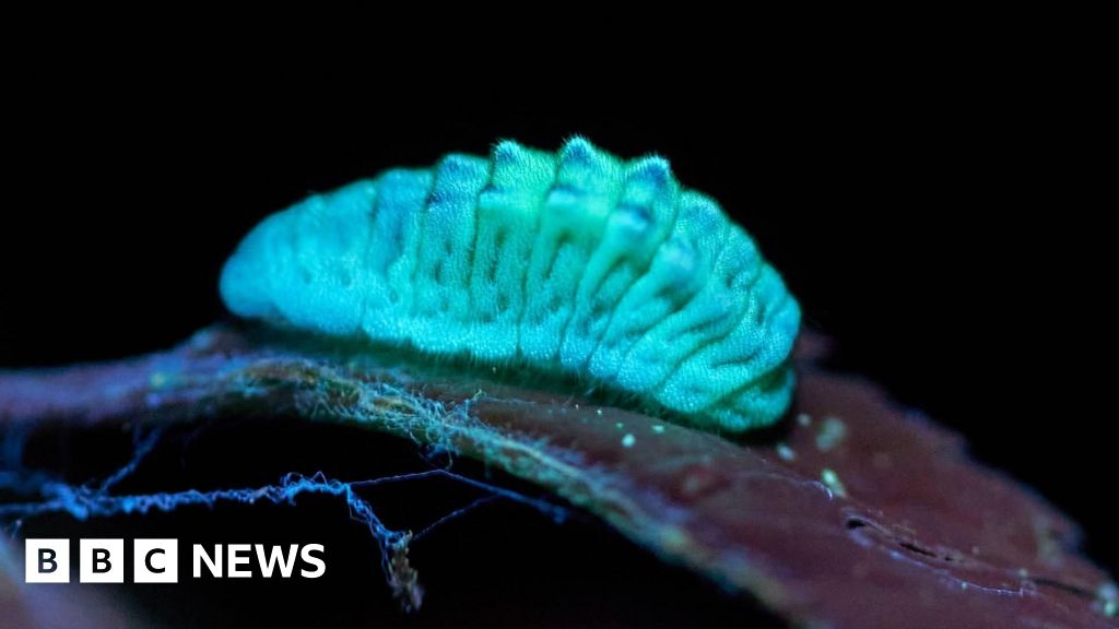 Glow-in-the-dark caterpillars spotted using new technique