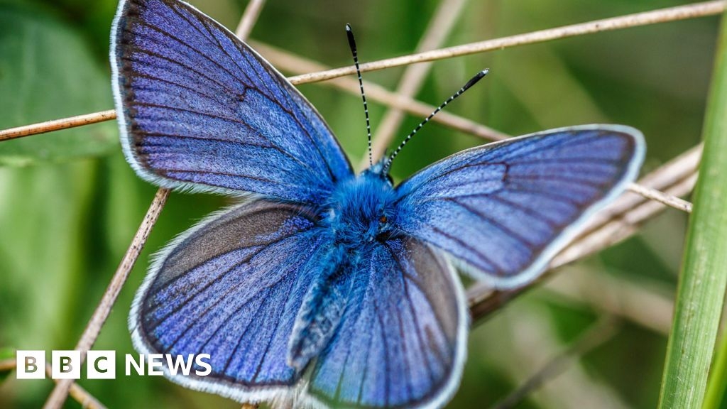 Butterfly Conservation secures lease for Magdalen Hill Down