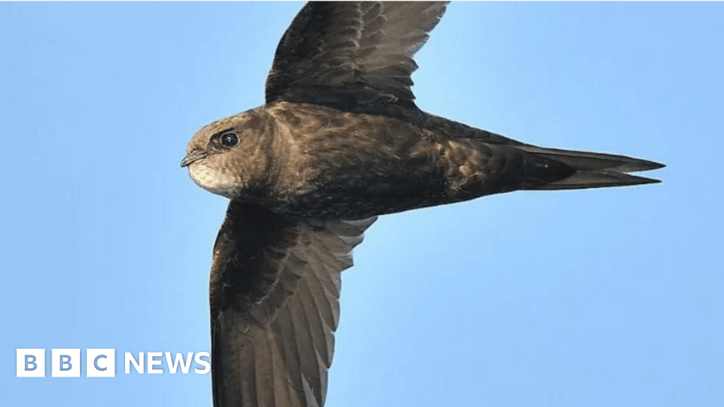 Swift boxes aim to boost 'red list' bird numbers