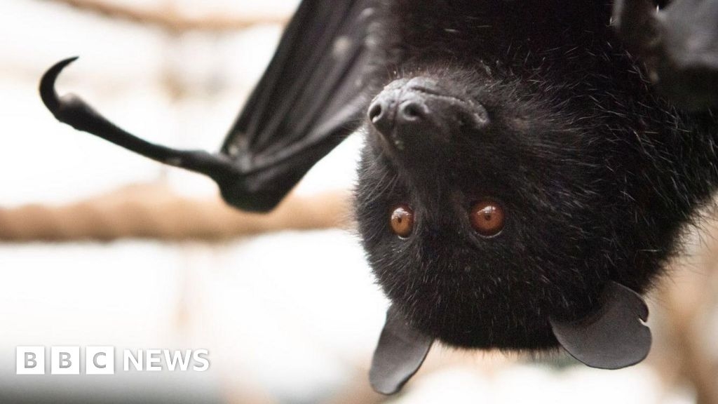 Livingstone's fruit bat pups born at Jersey Zoo
