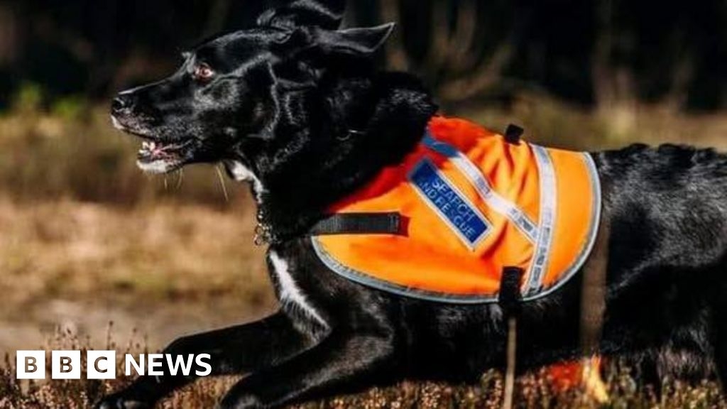 Berkshire search and rescue dog Paddy fondly remembered