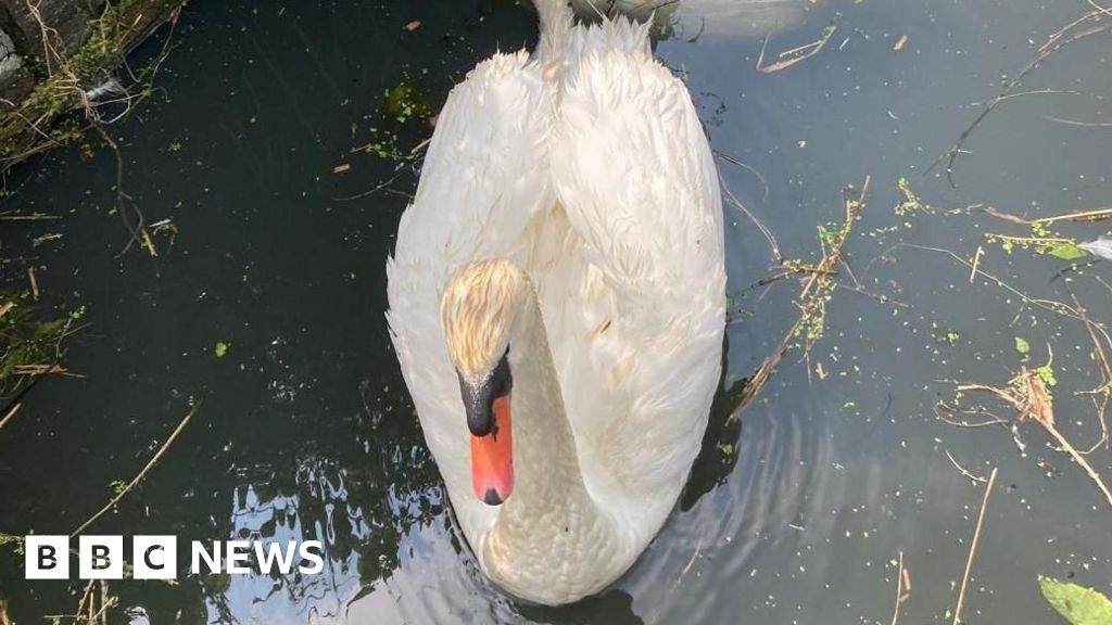 Three dead swans found near Broads drainage pump at Oby Dyke