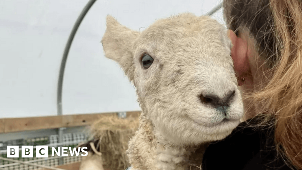 Lamb cuddling to continue at visitor farm