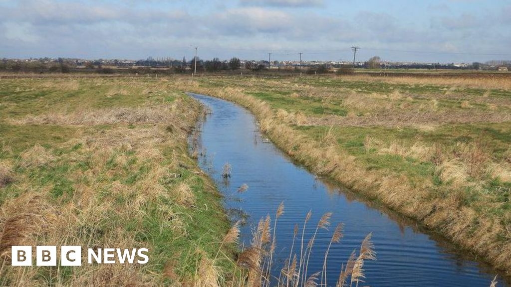 Great Fen in Cambridgeshire to join European 'wet farming' trial