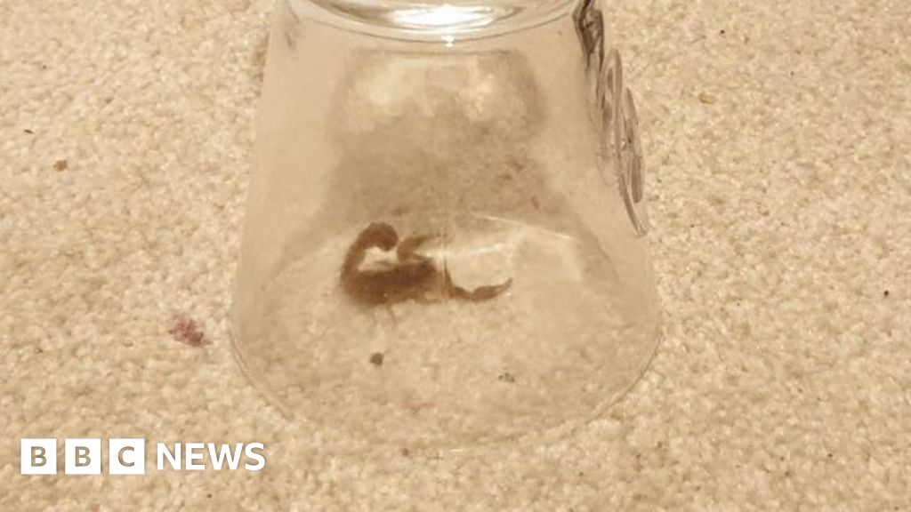 Potentially venomous African scorpion caught in Swindon home