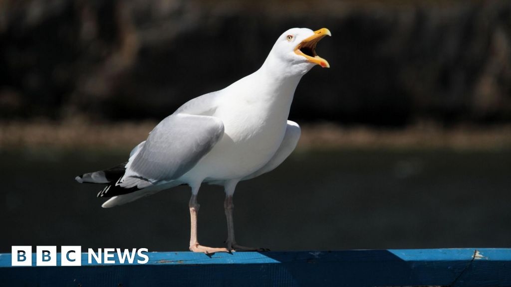 Headlines: 'Plane crash on road' and 'attack on gulls'